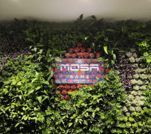 دیوار سبز مصاهلدینگ گروه ریشه