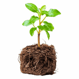vecteezy_young-green-plant-emerging-from-soil-with-healthy-roots-and_56254035 (1)-min
